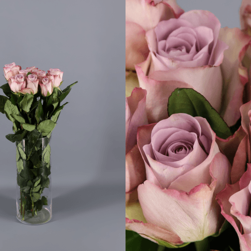 Rosa Memory Lane, Lavanda, 1 tallos, 40cm