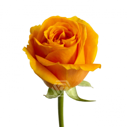 Ram de 25 roses taronges Nexus (Rosa) 50 cm, Flor fresca de 50 cm de llarg, 25 tiges