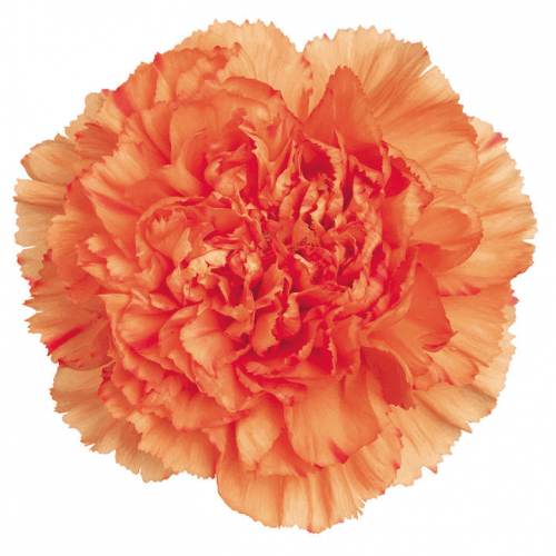 Clavel Orange Short, Naranja, 1 tallos, 40cm