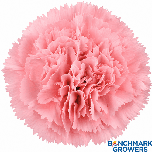 Clavel Pink Fancy, Rosa, 1 tallos, 60cm