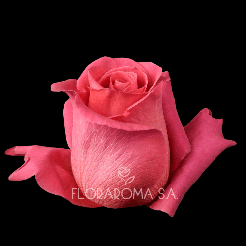 Rosa Pink Floyd Extra, Fucsia, 1 tallos, 40cm