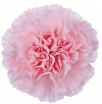 Clavell Rosa Clar de Tija Llarga 70 cm