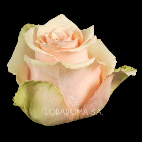 Rose Primavera Extra Saumon, Fleur fraîche de 40 cm de long
