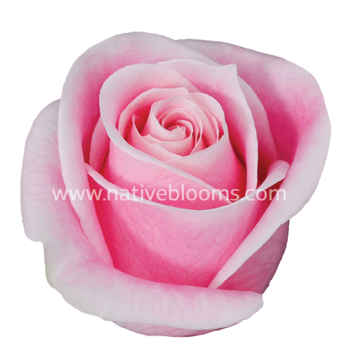 Rosa Rosita Vendela Select, Rosa Claro, 1 tallos, 50cm