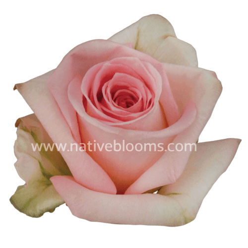 Rosa Sophie Select, Rosa Claro, 1 tallos, 50cm