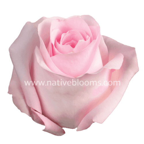 Rosa Sweet Akito Select, Rosa Claro, 1 tallos, 50cm