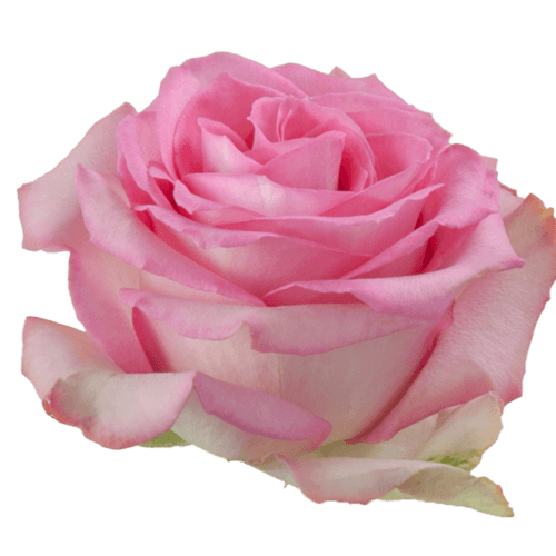 Ramo de 3 Rosas Rosadas Sweet Unique de Tallo Largo