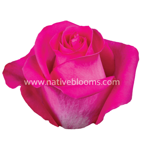 Rosa Topaz Select, Fucsia, 1 tallos, 70cm