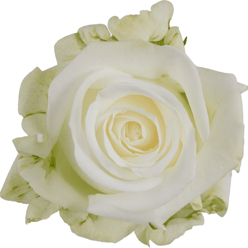 Rosa Blanca Tundra, Flor fresca de 50-70 cm de llarg, ram de 25 tiges