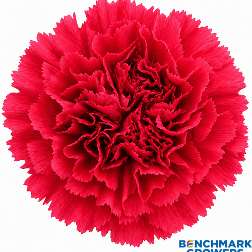 Clavel Hot Pink Fancy, Fucsia, 1 tallos, 60cm