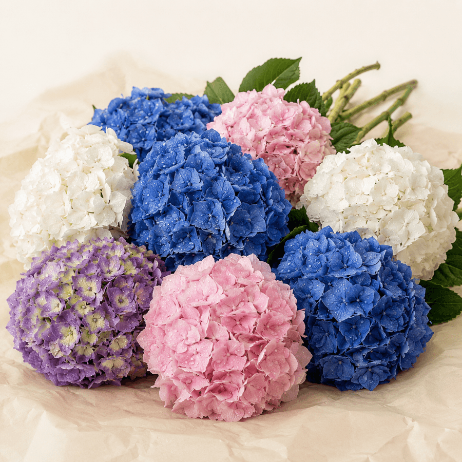 Hortensias