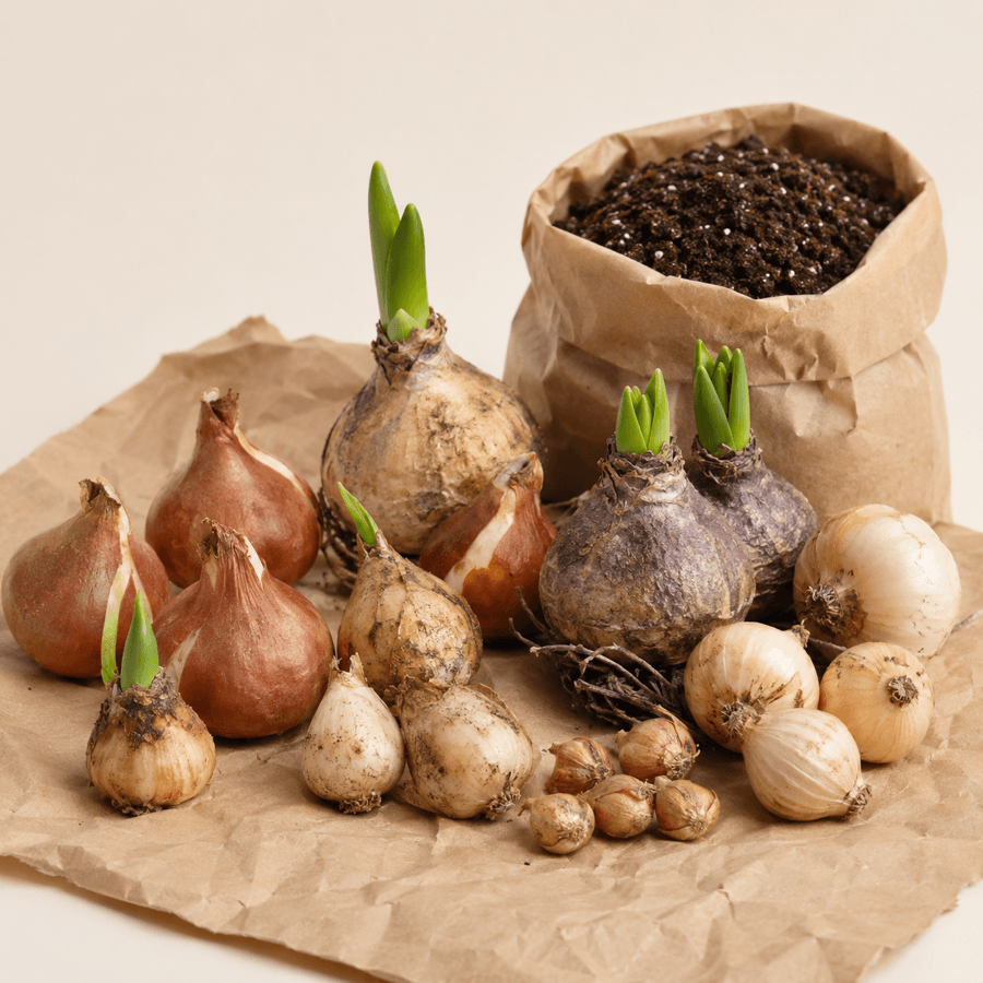 Bulbos de Flores