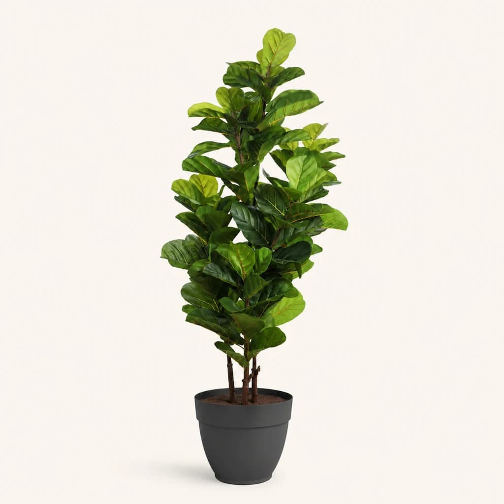 Imagen de catálogo generada por IA del Ficus lyrata artificial de you.florist