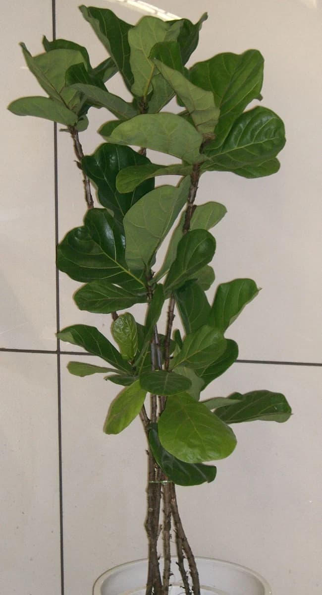 Ficus lyrata vivo fotografiado por KENPEI, con hojas anchas y nervaduras visibles