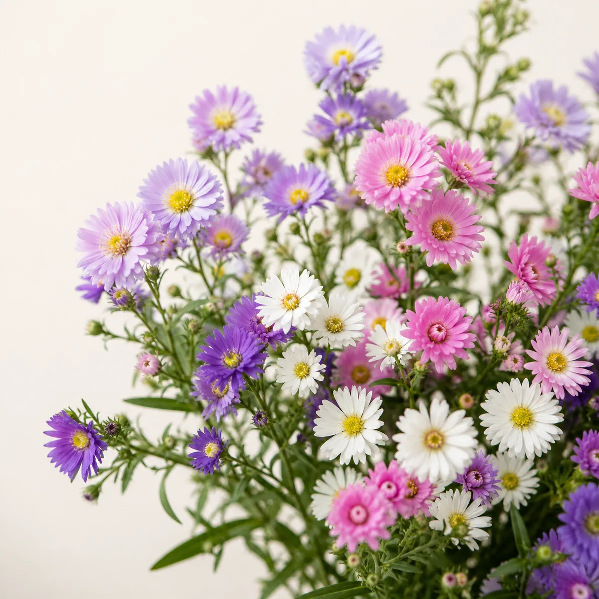 Aster