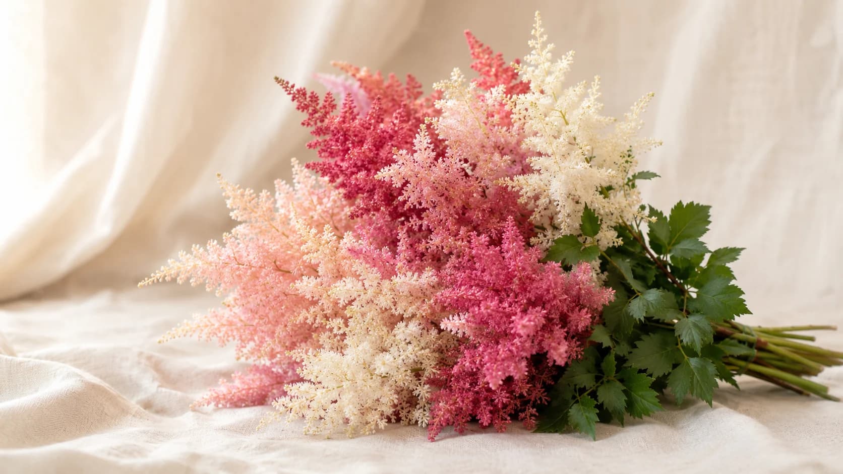Astilbe