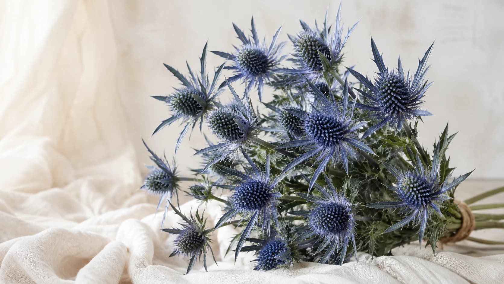 Eryngium (Cardo Azul)