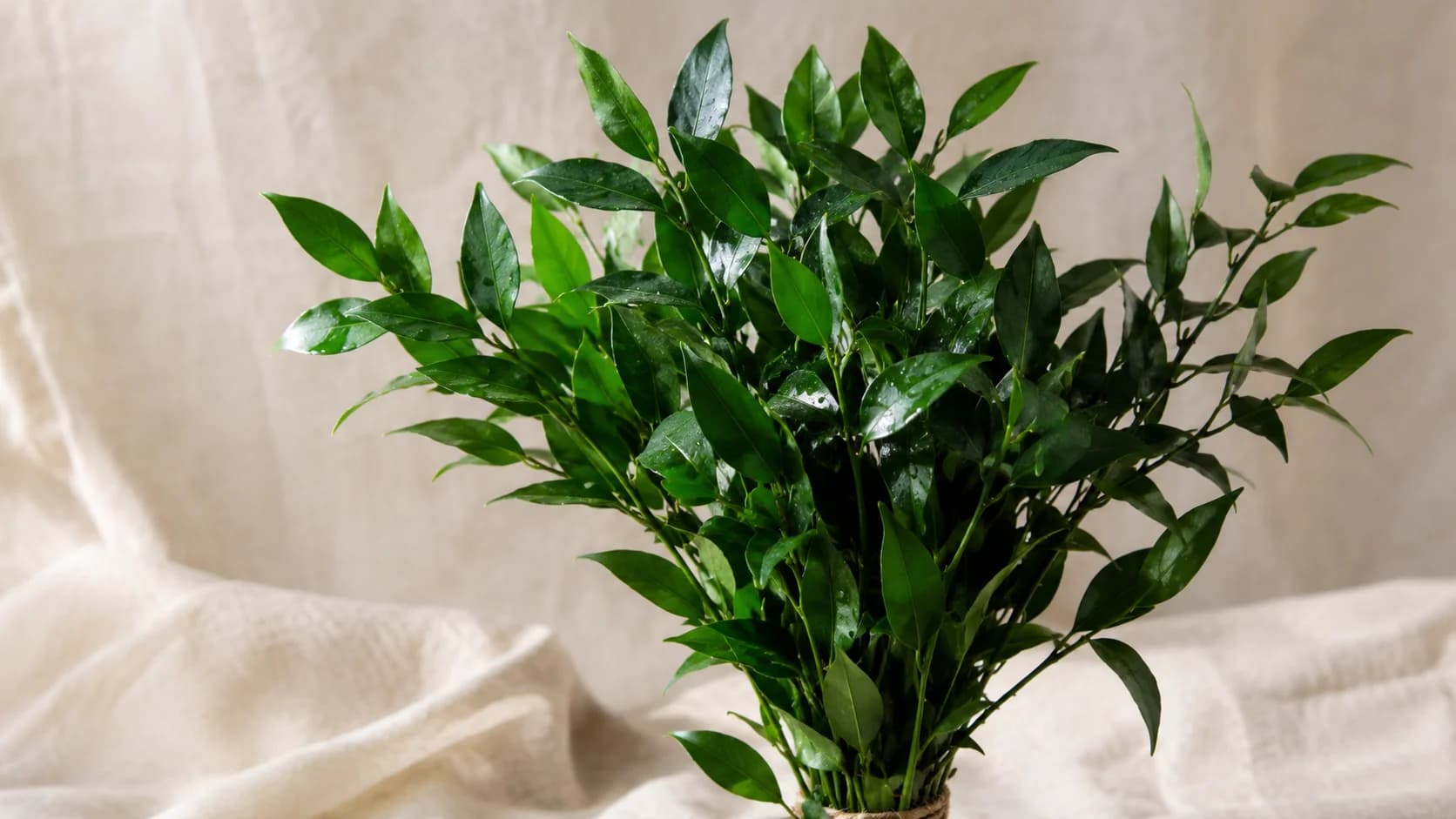 Ruscus
