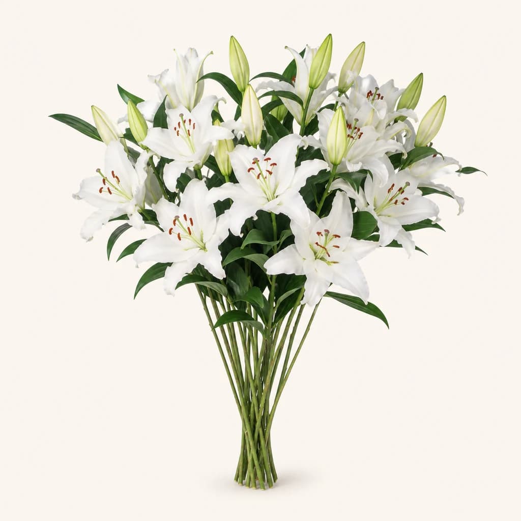 Caixa de 10 Liliums Orientals Blancs Pacific Ocean per a Esdeveniments