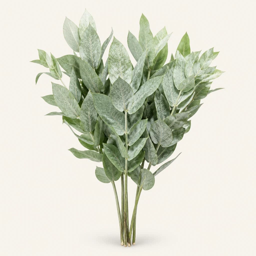 Mollo de 4 Eucalyptus robusta (eucalipto) Lividum 55 cm
