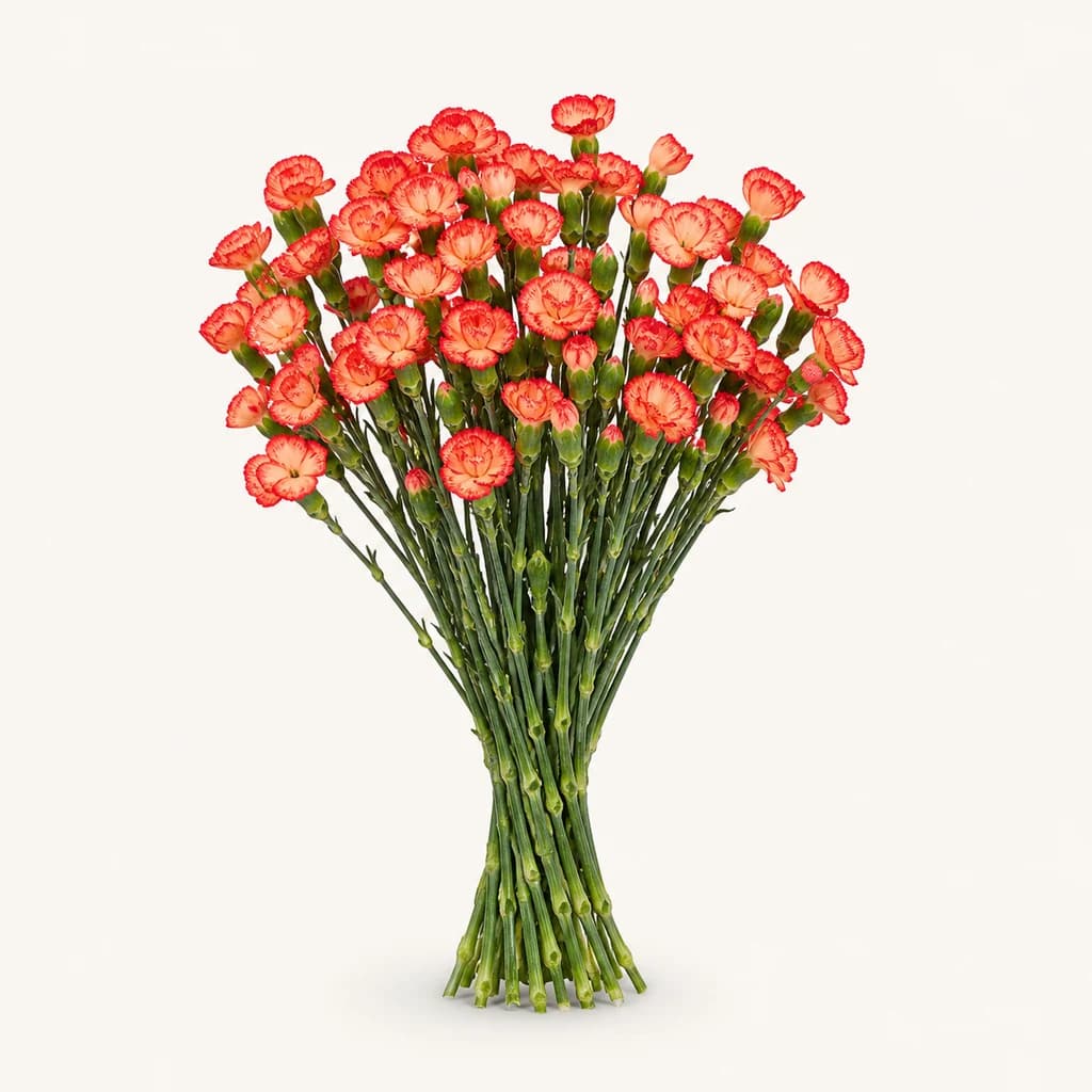 Clavell Solomio Lala Cult groc-taronja, lot de 40 tiges (Dianthus caryophyllus)