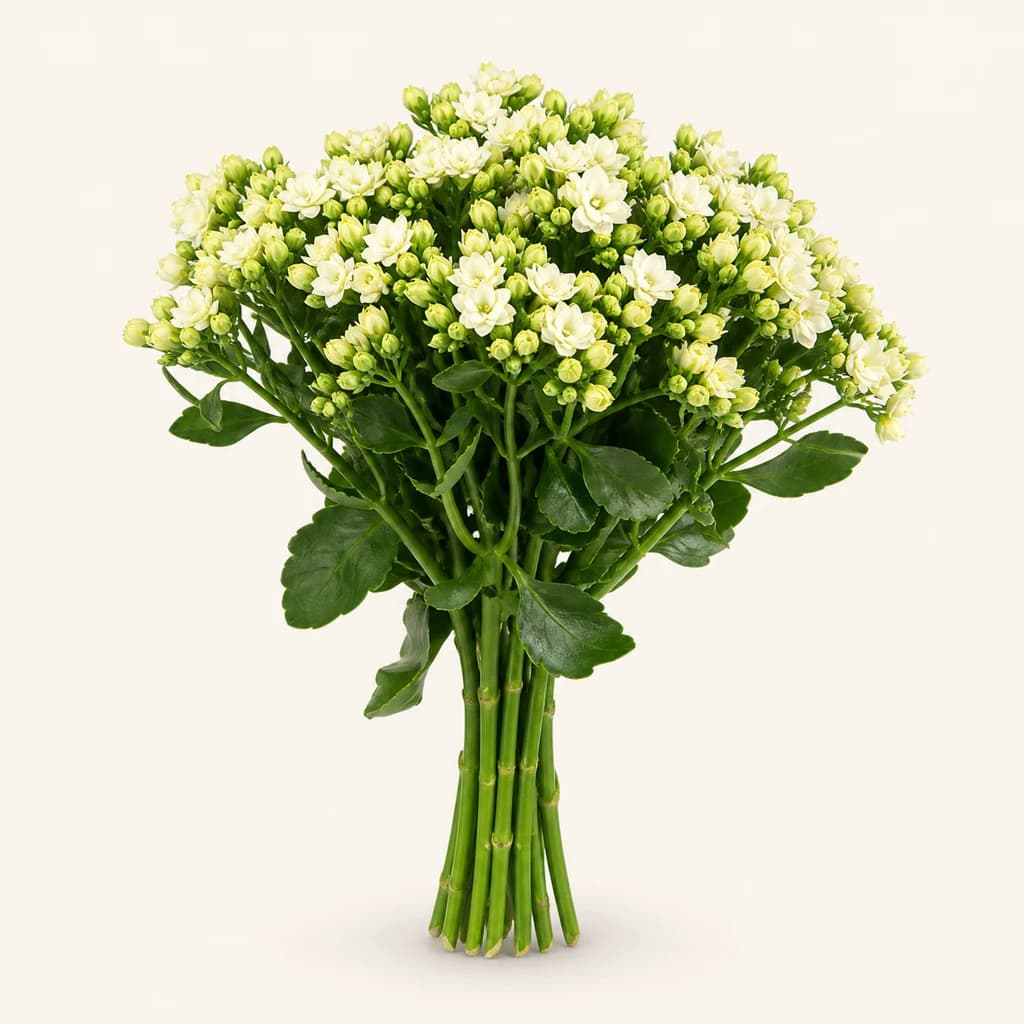 Crystal White Meadow kalanchoe zuria