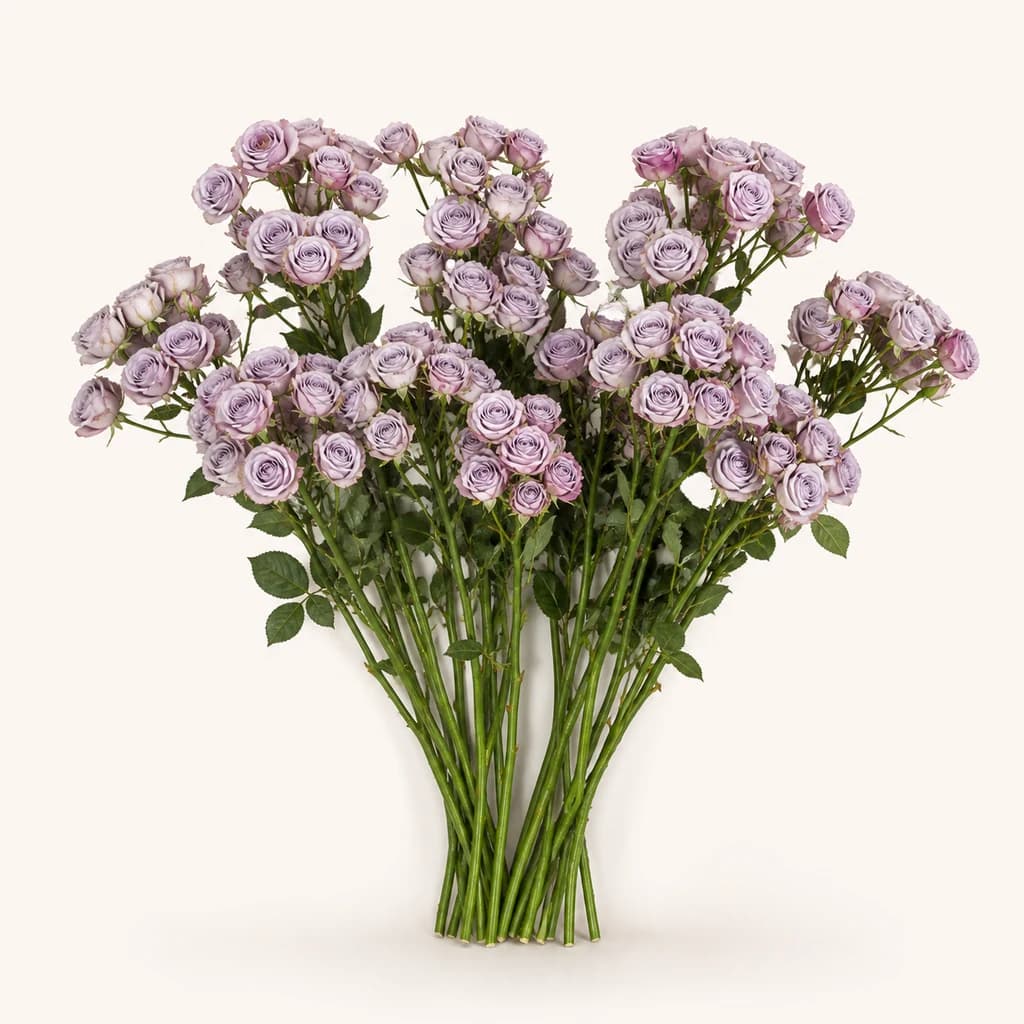 Rose Silver Mikado lavande