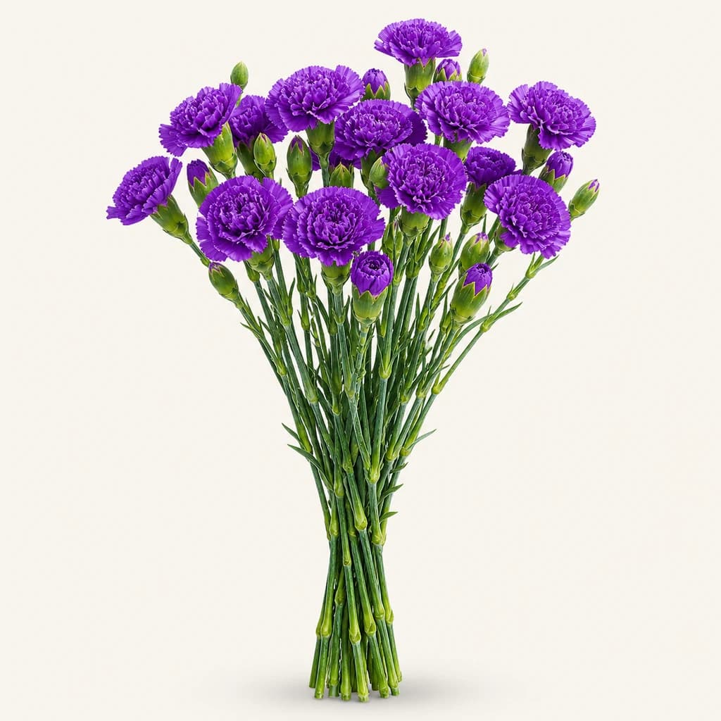 Krabelina Mini Moonberry, 20 zurtoineko lotea (Dianthus caryophyllus)