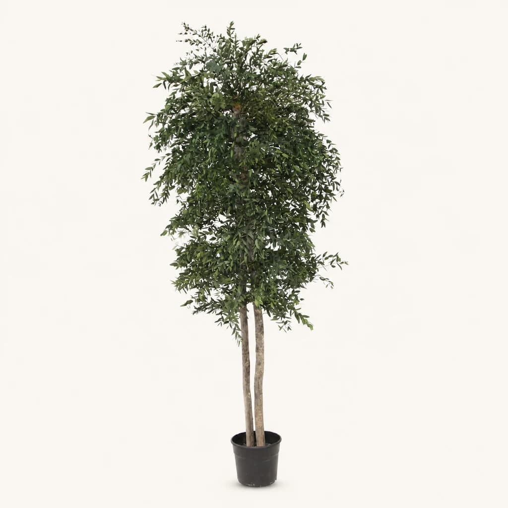 Eukalipto Parvifolia Kontserbatuaren Zuhaitza