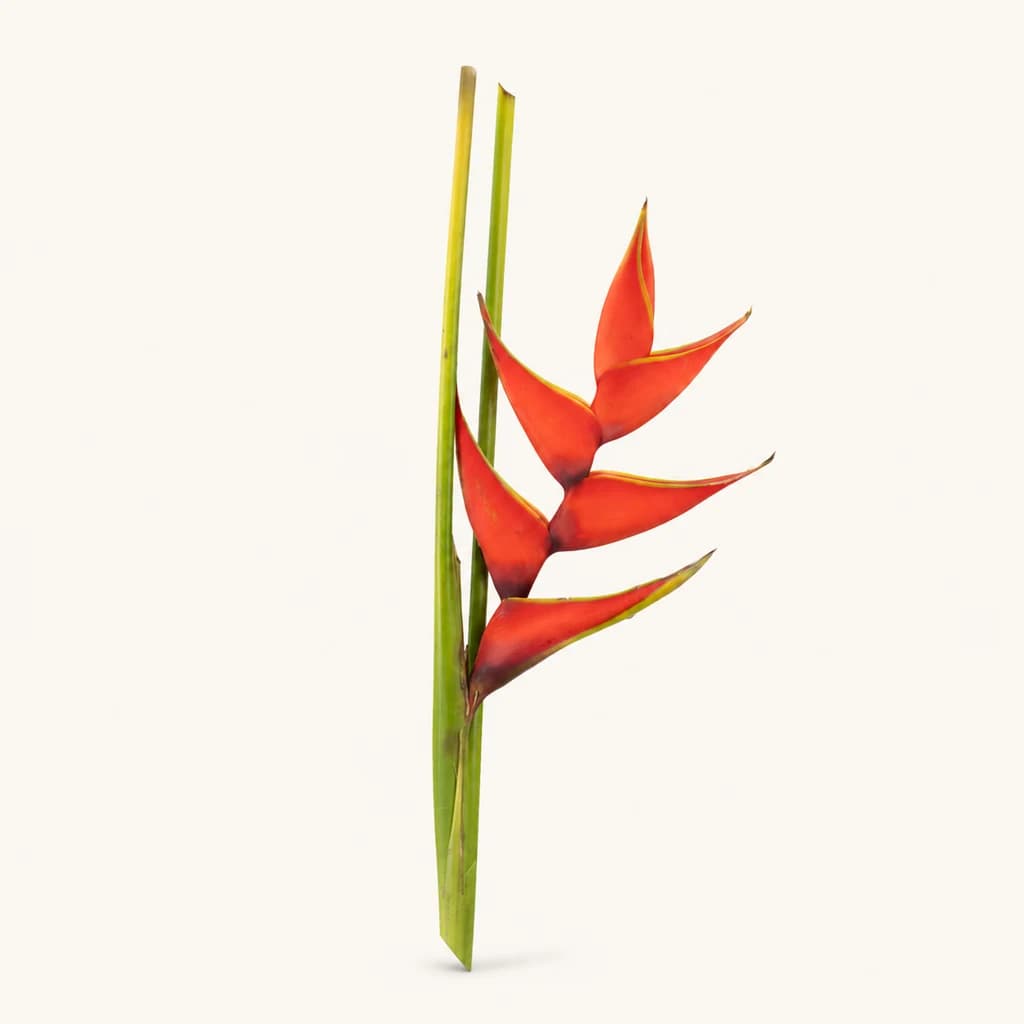 Heliconia rouge Iris