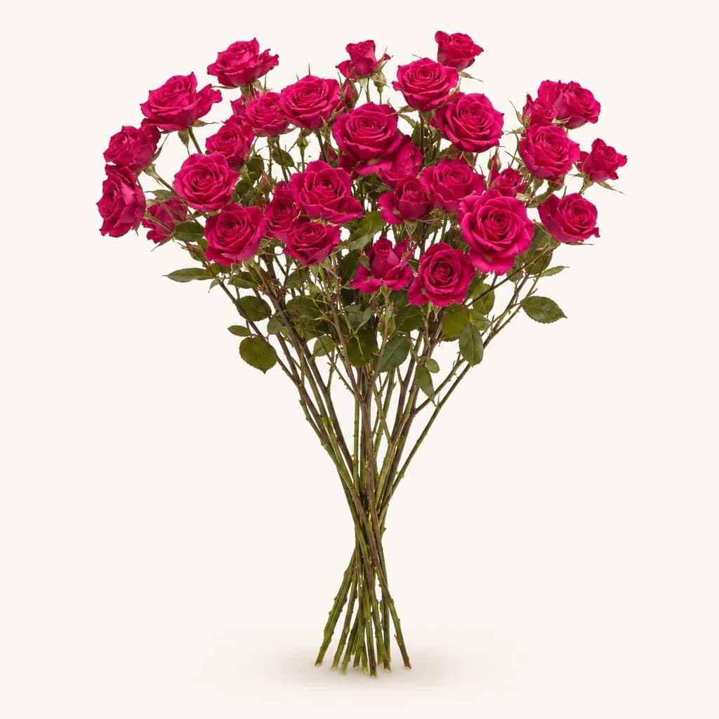 Gem Star arrosa fuksia, 20 zurtoineko lotea (Rosa)