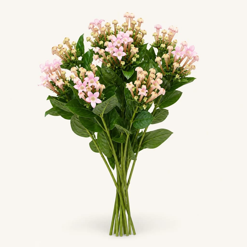 Bouvardia Sweet Jewel argi-arrosa