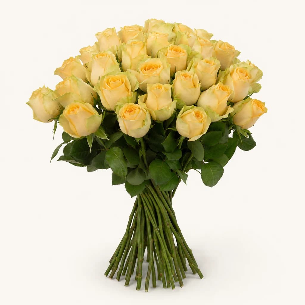 Rosa Avalanche+ Préssec