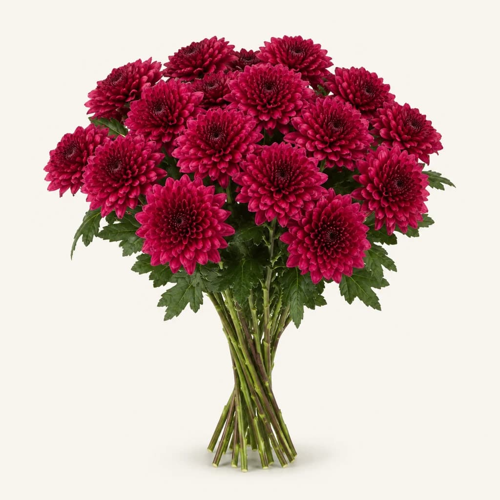Crisântemo Lamira vermelho (Chrysanthemum)
