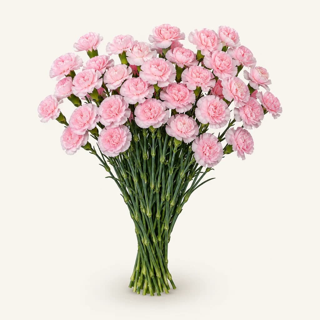 Cravo mini Roxanne rosa (Dianthus caryophyllus)