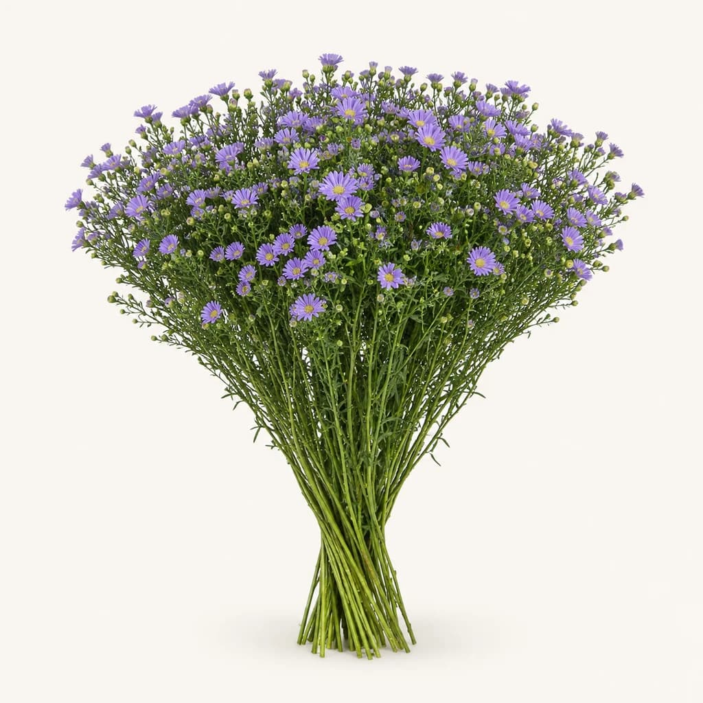 Aster Cassandra izpiliku-kolorea