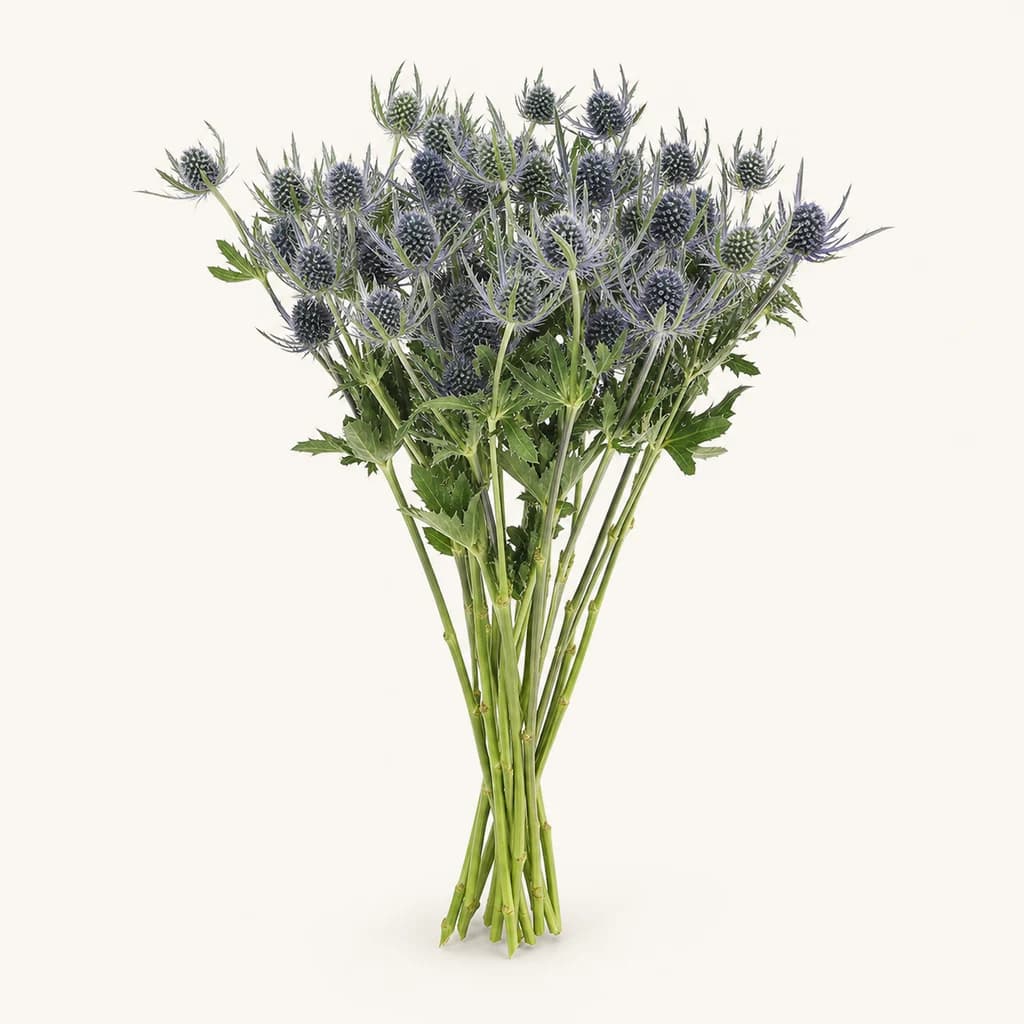 Eryngium Blue Lagoon azul