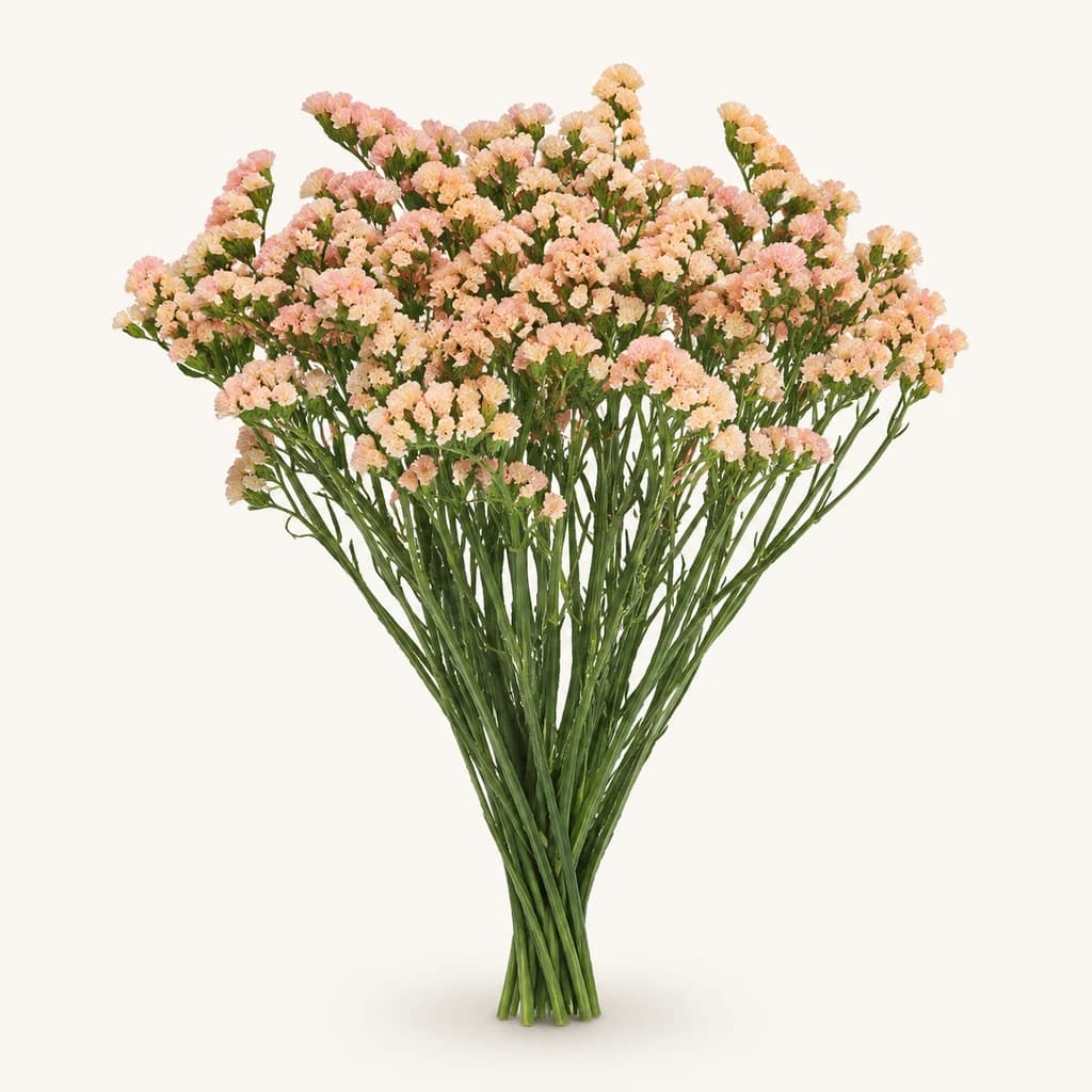 Ramo de 25 statice sempreviva salmón Peach Wings, 45 cm (Limonium sinuatum)