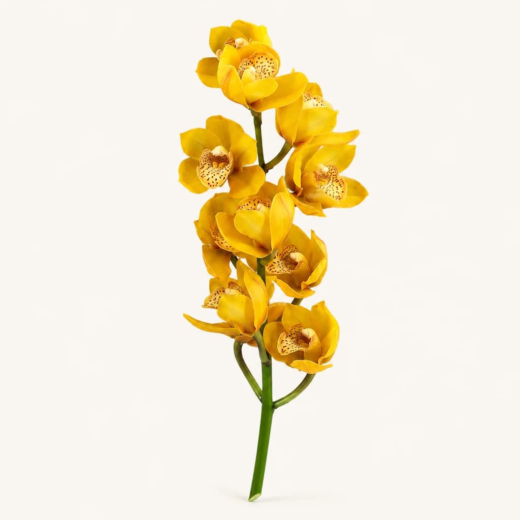 Cymbidium mini Lovely Sue taronja clar