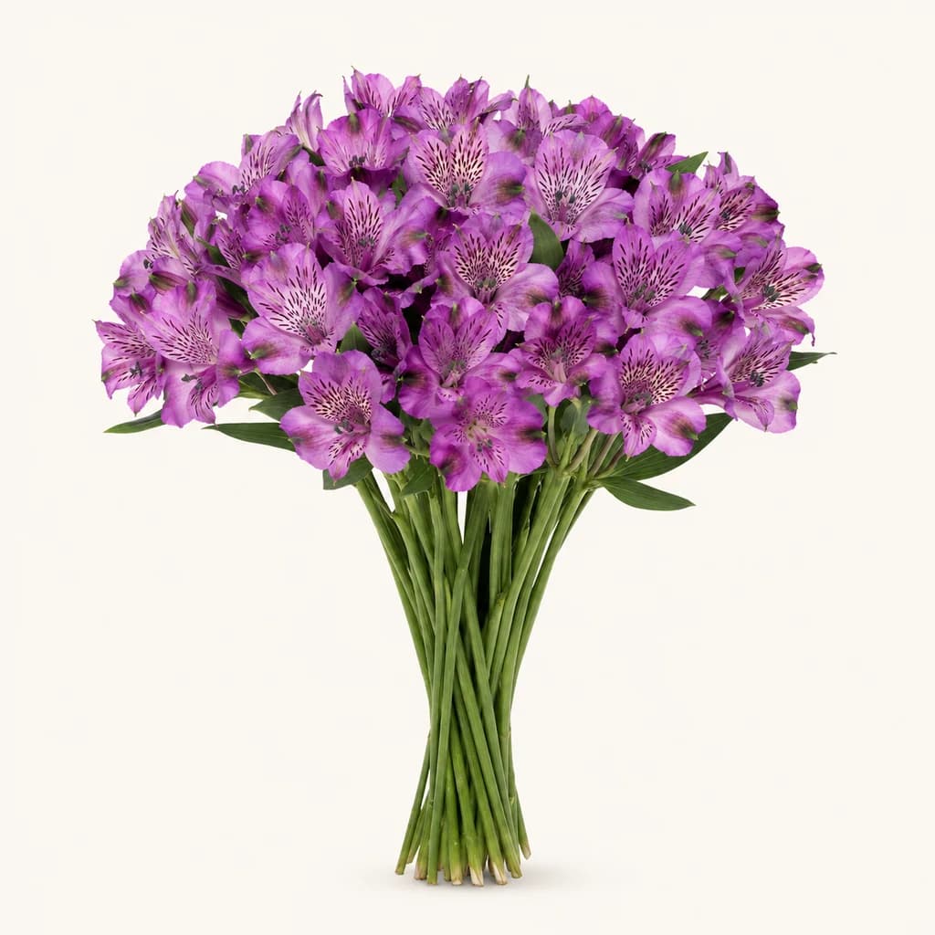 Alstroeméria roxa (lírio-dos-incas)