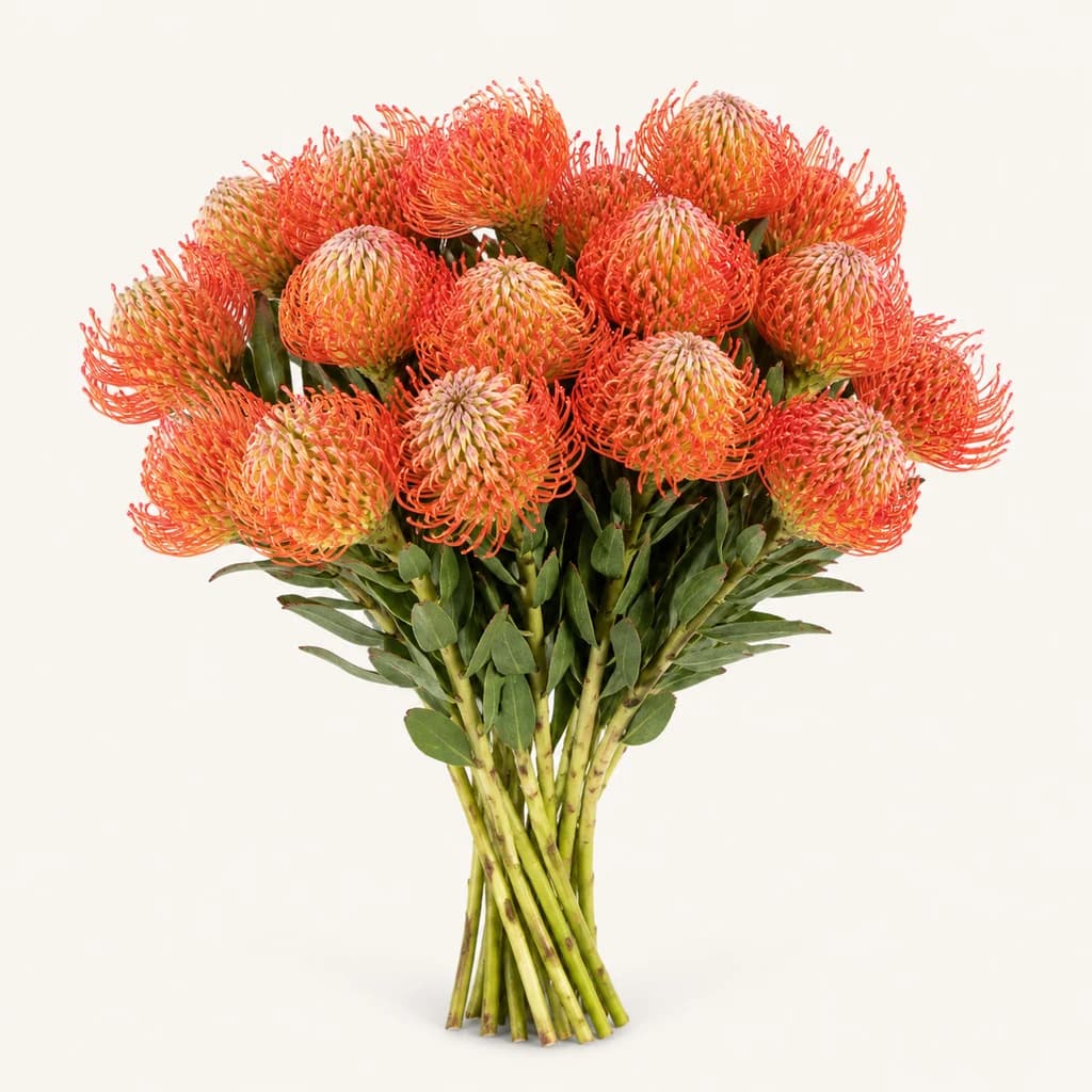Leucospermum Succession gorria