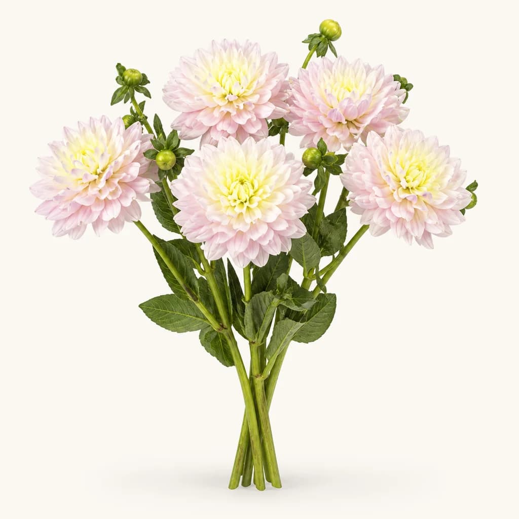 Dahlia Diana's Memory rose clair