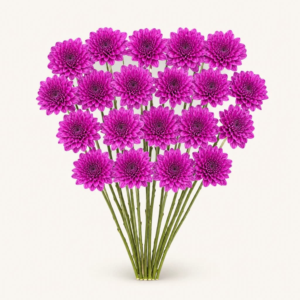Crisântemo uniflora Lotso roxo (Chrysanthemum)