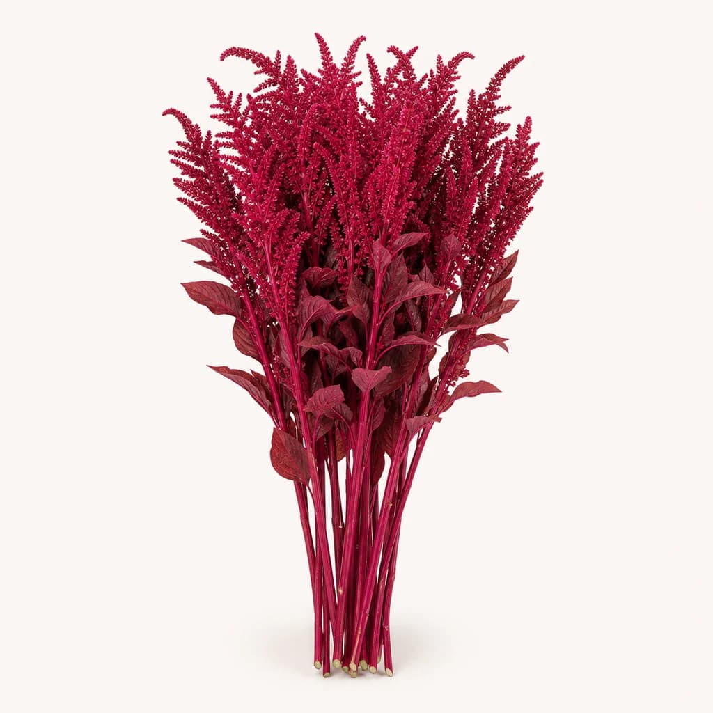 Amaranto Velvet granate — 10 talos de 75 cm (Amaranthus)