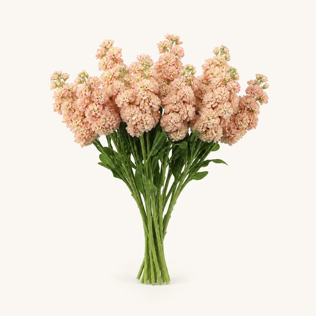 Goivo Impala alperce, lote de 10 caules (Matthiola incana)