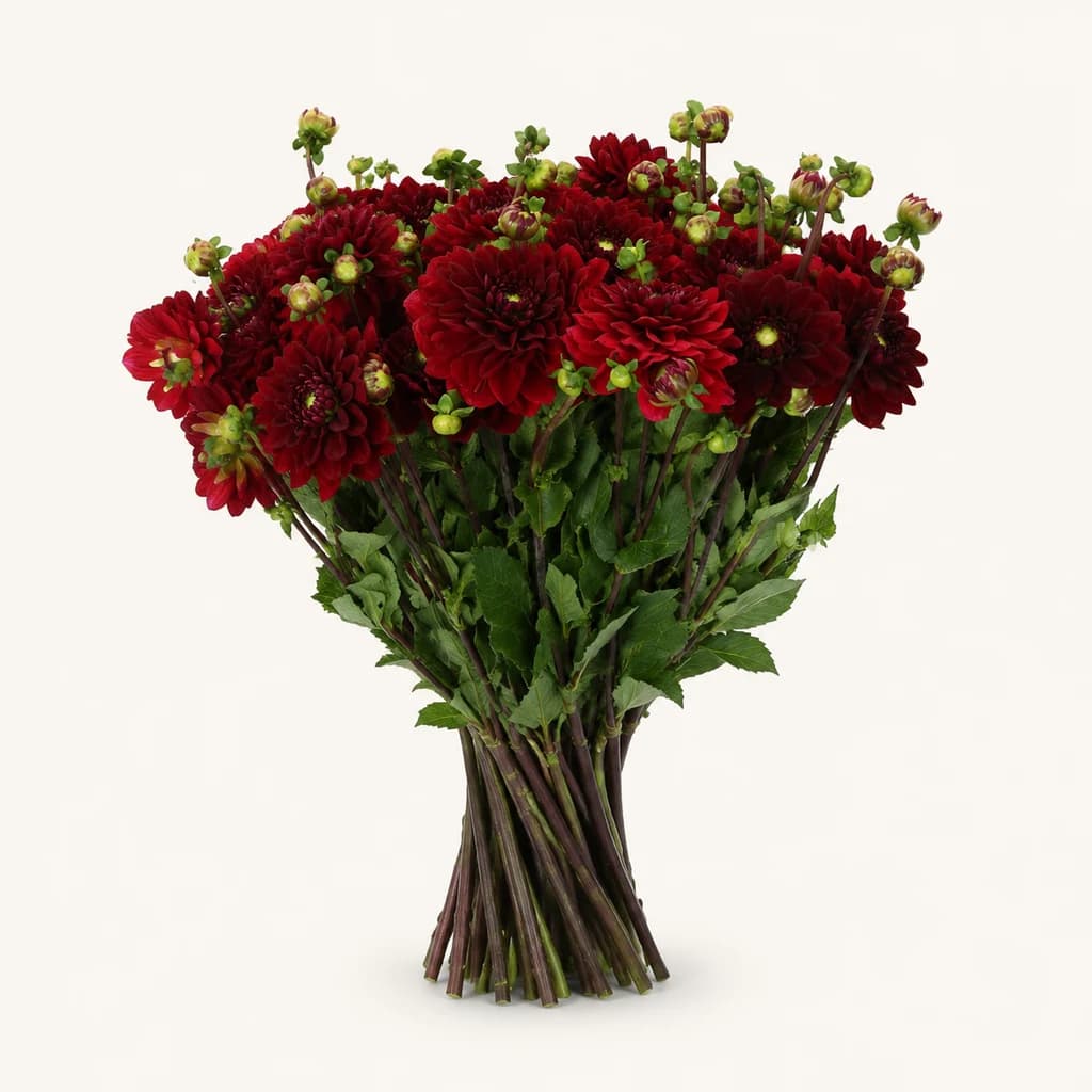 Dalias vermellas Red Runner de corte (Dahlia)