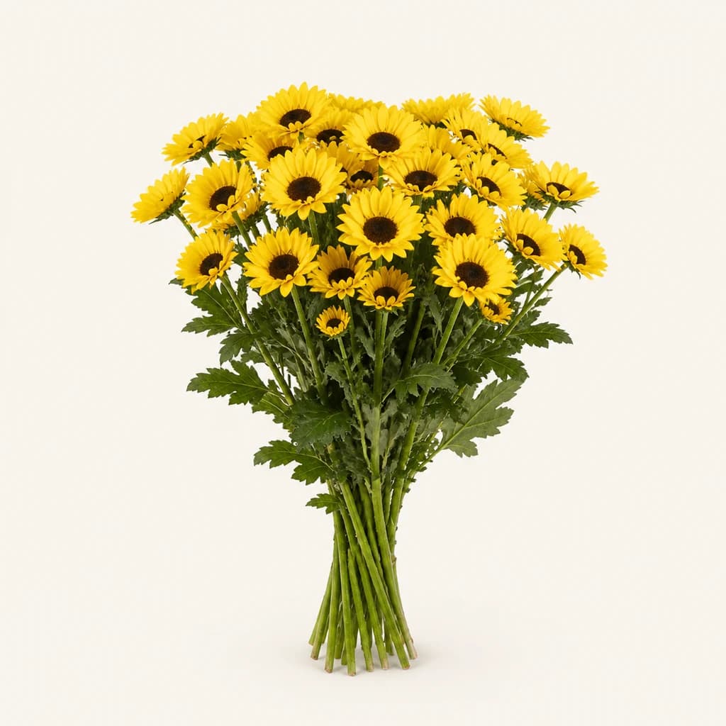 Crisantem santini Zippo groc (Chrysanthemum)