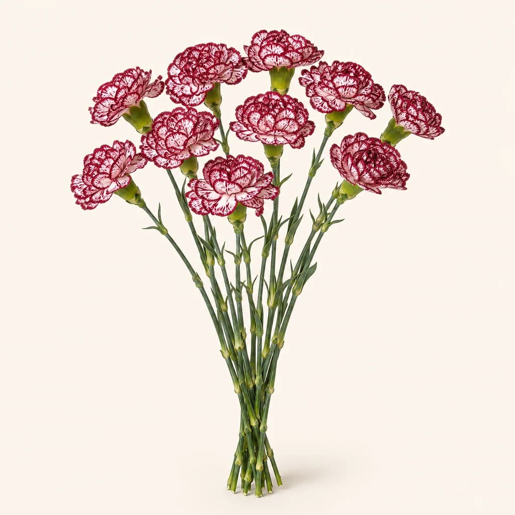 Ram de 10 clavells mini Bacarat (Dianthus caryophyllus)