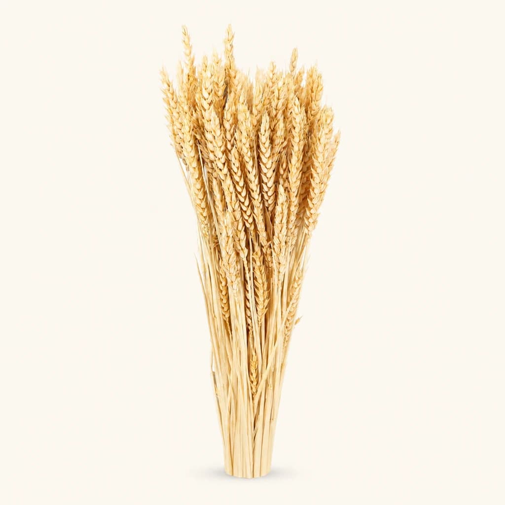 Trigo Flo seco decorativo