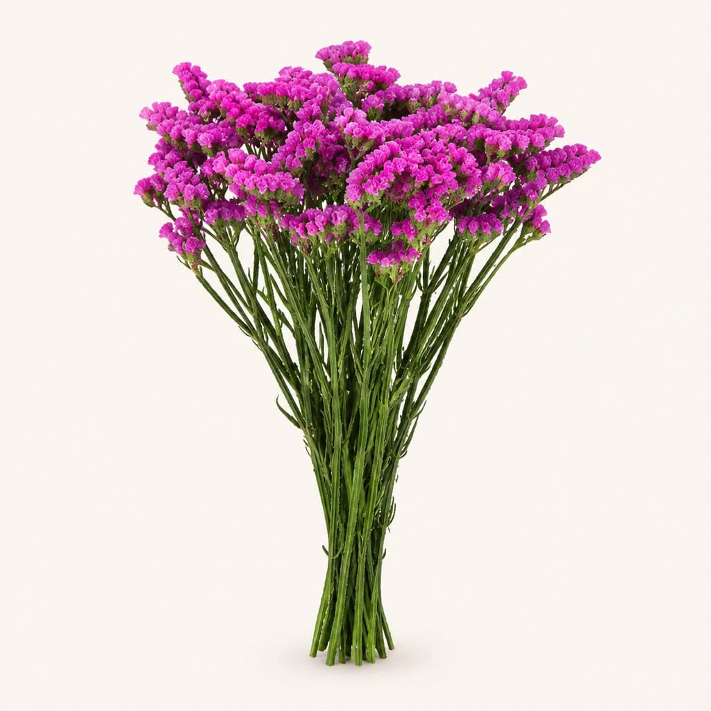 Ram de 25 Estàtices Fúcsia Raspberry Wings (Limonium sinuatum)
